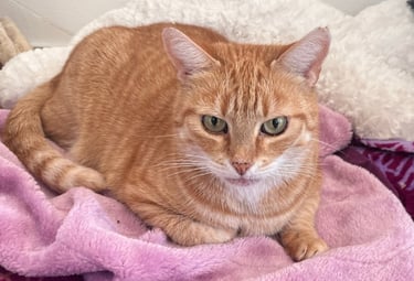 eine rote Katze, die auf einer kuscheligen Decke liegt