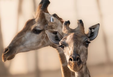 Giraffe close up showing small satellite tracking ear tags