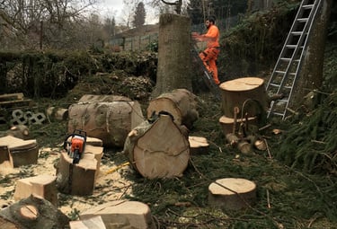 Abattage d'un arbre (sapin) 