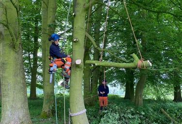 Tree rigging cradle balance