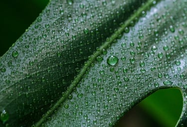 Monstera deliciosa leaf with water droplets
