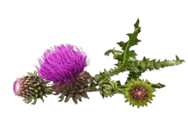 milk thistle