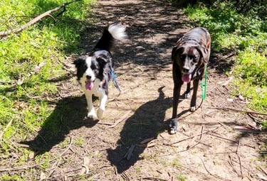 Two smiling dogs are off leash and walking towards the camera on a wide hiking trail.
