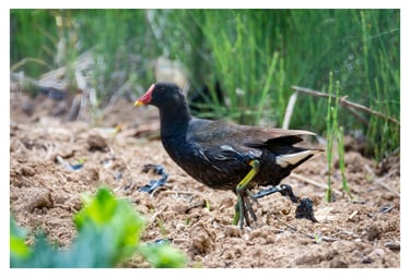 POLLA DE AGUA (GALLINULA CHLOROPUS)