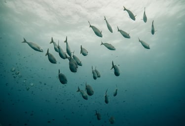 a school of fish swimming in the ocean