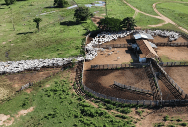 Análise Dinâmica e Notificações