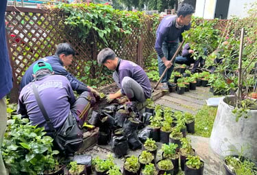 ปลูกสวน