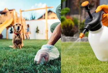 Jardin propre avec un chien, nettoyé et désodorisé par nos services