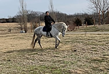 Inspiration for oil painting: Andalusian horse