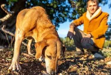 Truffle-hunting dog sniffing the ground in a forest, guided by a handler on a sunny day in Italy