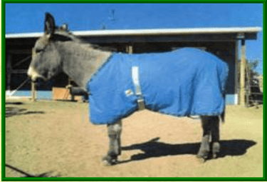 donkey blanket