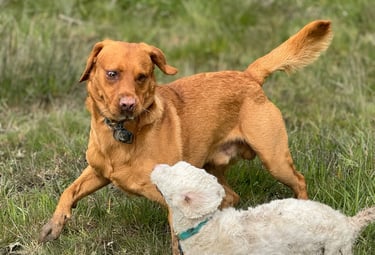 a dog having fun at Birstwith Barkyard harrogate, a doggy daycare for dogs in harrogate
