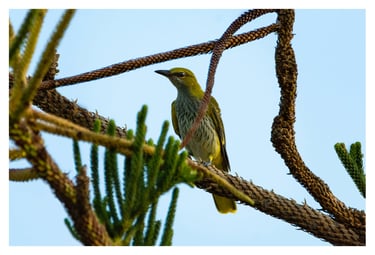 OROPENDOLA (ORIOLUS ORIOLUS)