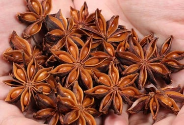 A person holding a handful of dried whole star anise pods, a fragrant aromatic spice.
