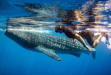 whale-shark-expedition-ukulhas