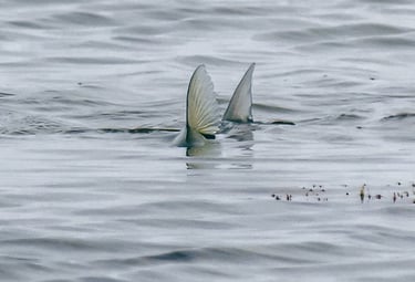 Tailing bonefish Cozumel