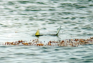 Tailing bonefish