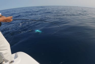 About to land bluefin tuna