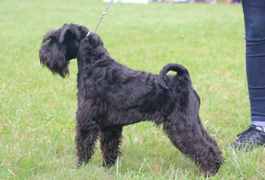 Vintus en expo, meilleur puppy