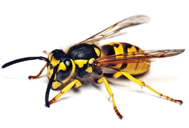 Bee Control Five Forks SC