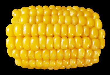 Corn on the Cob / Corn