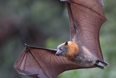 controle de morcegos