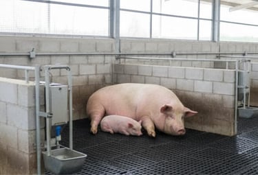 piggery , pig and piglet lying on slatted flooring