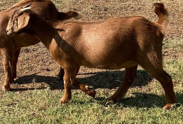 Fancy F1 replacement females - doeling.