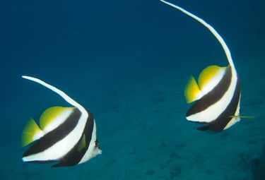 PADI Aware Fish ID Speciality course