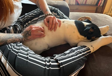 humain tatoué qui soigne avec ses mains un chien jack russel qui dort entre ses jambes
