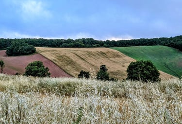 paysage de trois champs de couleurs différentes (rouge, jaune et vert)