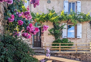 Rosier en fleur devant la façade de la maison