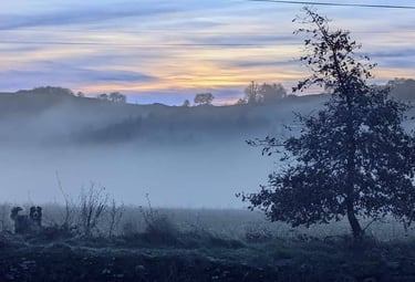 Un chêne en forme de sapin dans un paysage brumeux et un chien au loin