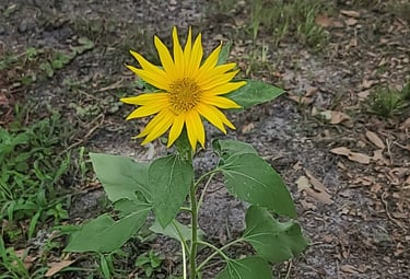 Beginner gardening experiment with a sunflower in progress.