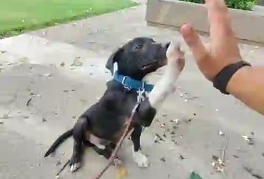 Advanced dog training in gurgaon