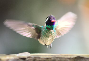 Colorful hummingbird in flight with iridescent feathers – high-speed wingbeat in natural habitat