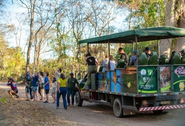 Safari Tour