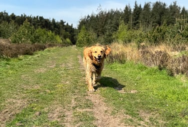 A dog with a dog walker in harrogate walking in a woodland