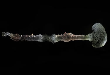 Installation d'une grande sculpture en verre d'un arbre avec des vidéos projetées dessus