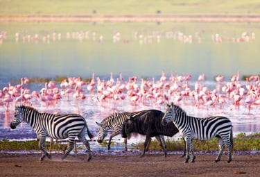 A group of Flamingo in lake Manyara with zebras and wilder beast