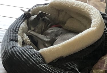 a dog is sleeping in a dog bed