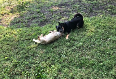 dog boarding Maryville TN Home to Roam