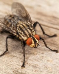 fly-management-service-modern-insect-killer