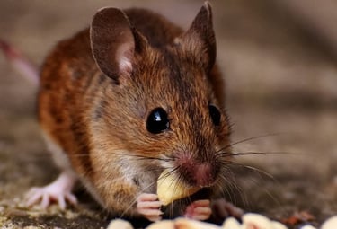 rodent-control-service-modren-insect-killer