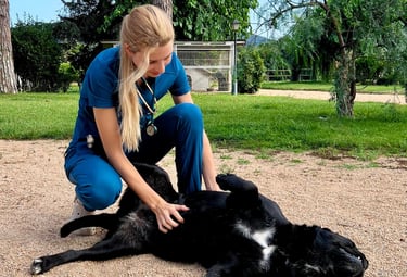 visita veterinaria a perro a domicilio