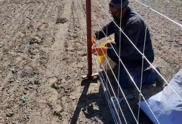 Worker installing cattle fence net outdoors: Securing white galvanized cattle fence net to metal pos