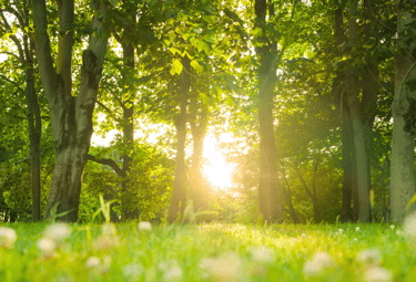 Rayos de sol dorados brillando a través de exuberantes árboles en un tranquilo claro del bosque
