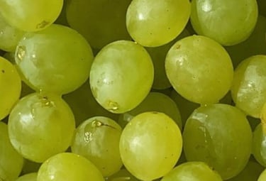 Primer plano de uvas verdes frescas listas para el mercado mayorista