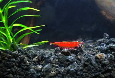 Bloody Mary cherry shrimp with vivid deep-tissue red coloration.