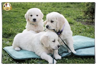 Golden Retrievers playful puppies in garden. Sleepysong Kennel is the best kennel.